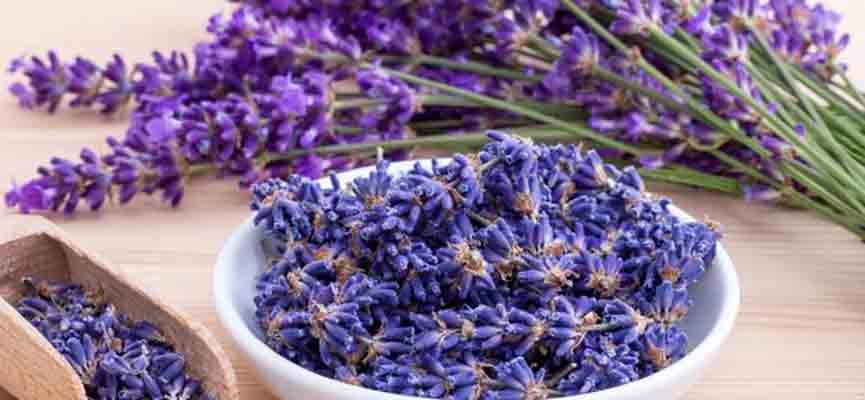 LAVANDA